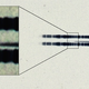 1917 photographic plate spectrum of van Maanen’s star from the Carnegie Observatories’ archive, showing evidence for “pollution” caused by rocky debris. Image: Carnegie Institution for Science